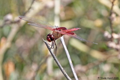 Red Saddlebags dragonfly