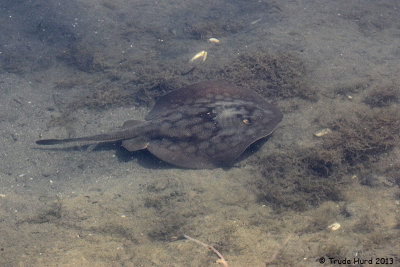 Round Stingray