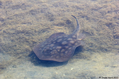 Round Stingray