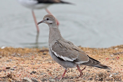 White-winged Dove 