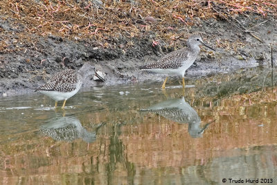 Imagine these yellowlegs camouflaged on the tundra!