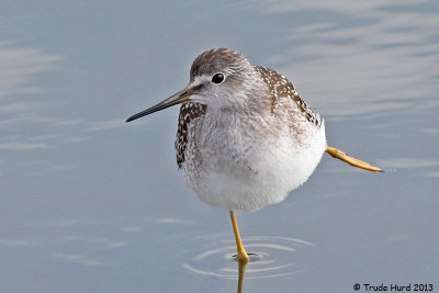 Yellowlegs stretch