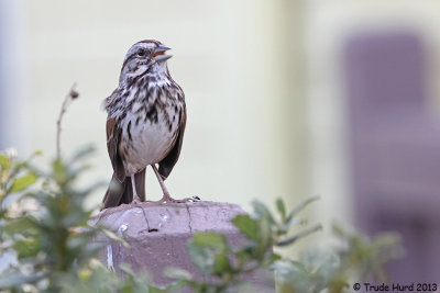 Song Sparrow sings summer is almost done
