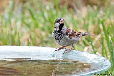 House Sparrow drinking at the bath