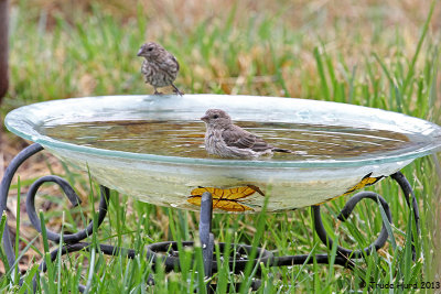 House Finches in the bath 