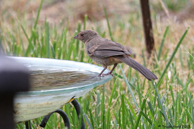 California Towhee about to jump into the bath