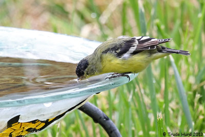 Lesser Goldfinch drinking at the bath