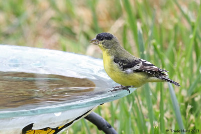 a yellow bird (Lesser Goldfinch)
