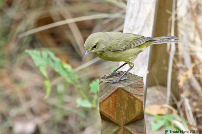 another yellow bird (Orange-crowned Warbler)