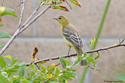 last yellow bird (female Hooded Oriole)