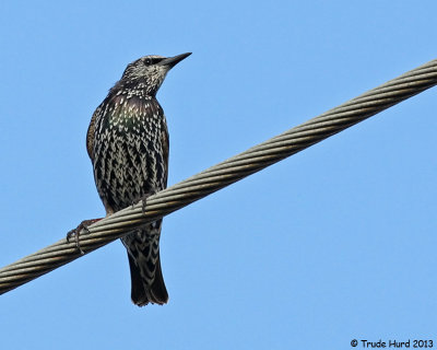 Who knew that European Starlings were this beautiful?!?