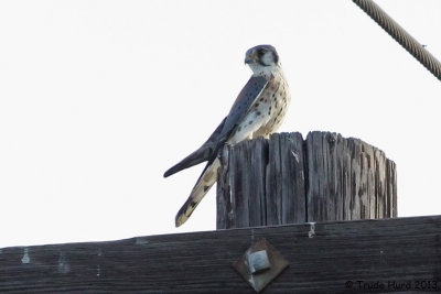 American Kestrel thinking about songbirds for dinner