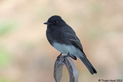 Black Phoebe rules the backyard