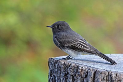 backyard_birds_labor_day_2013