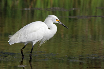 Snowy Egret trying to find fish