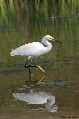 Snowy Egret reflection