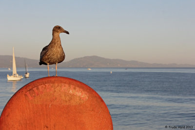 Of course, gulls are everywhere