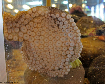Octopus suckers