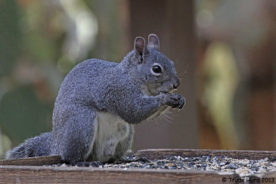 Western Gray Squirrel at feeder