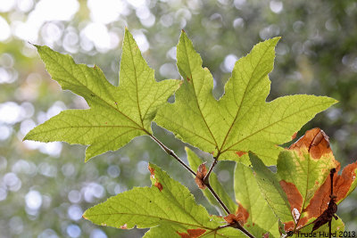 Sycamore leaves in fall