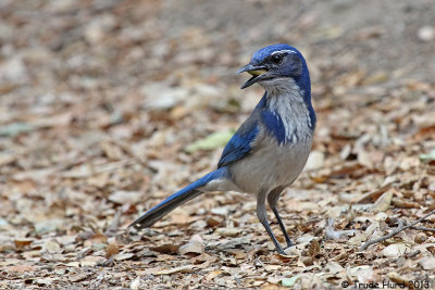 How many acorns can fit in mouth of Western Scrub-jay?