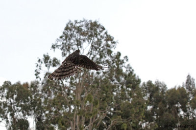 These urban raptors are released near El Toro High School