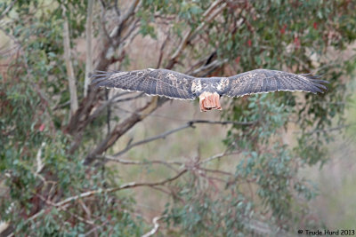 Next were the Red-tailed Hawks