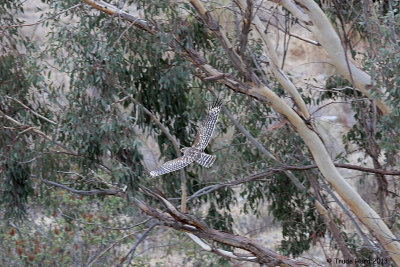 I was privileged to release a Red-shouldered Hawk
