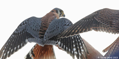 American Kestrel male, with female on right