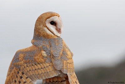 Barn Owl so ready to go!