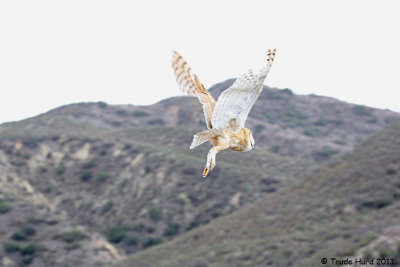 Barn Owl flying to freedom . . . 
