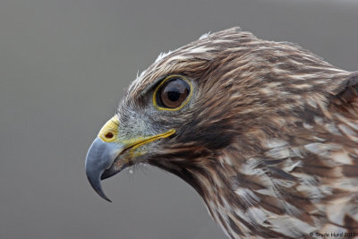 Raptors have keen eyesight and sharp beak