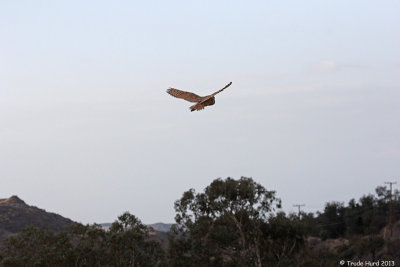 Exciting that so many injured raptors are now well and flying free in Orange County