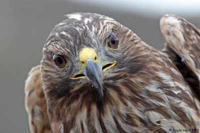 YOU can sponsor a raptor for release, too! Contact Orange County Bird of Prey Center.