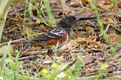 Spotted Towhee scratching on ground for insects