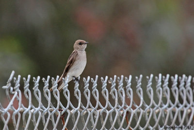 Northern Rough-winged Swallow takes brief rest from trying to catch aerial insects