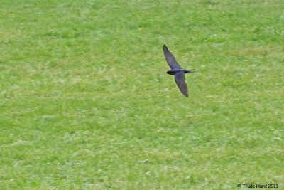 Barn Swallow flying after aerial insects