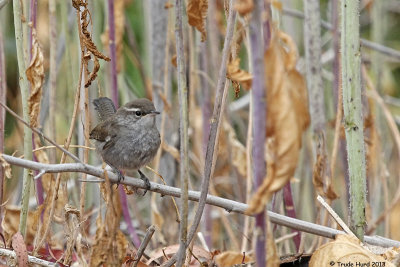 Bewick's Wren wondering where the aerial insects went