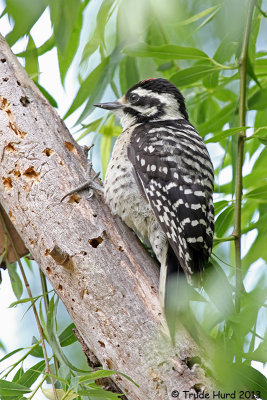 Nuttall's Woodpecker
