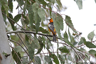 Bullock's Oriole in breeding plumage