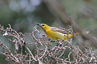 Bullock's Oriole - is it a female or young male?