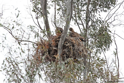 Nest of Red-tailed Hawk with adult and two chicks