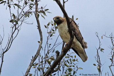 Other adult Red-tailed Hawk guards nest from nearby