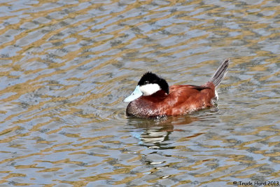 Ruddy Duck male in breeding plumage