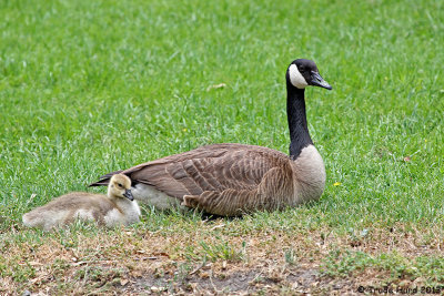 Canada Goose with gosling