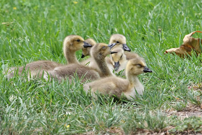 Goslings waking up
