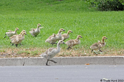 Goslings running to catch up with parents