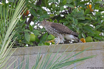 Eating lunch outside when we spied this Cooper's Hawk hiding 