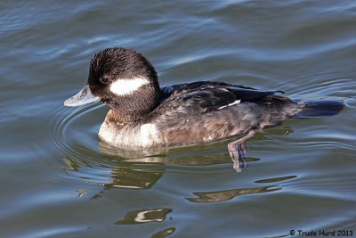 Bufflehead female with all her brownness