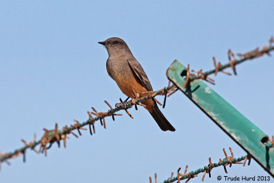 Say's Phoebe 